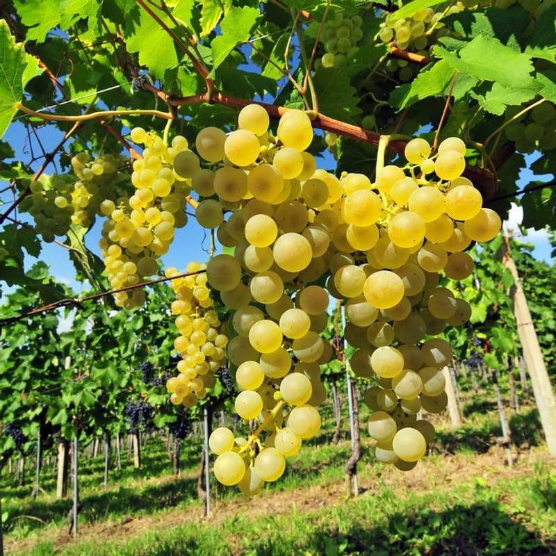 Fresh Grape Yellow Color Variety Fruit Seeds