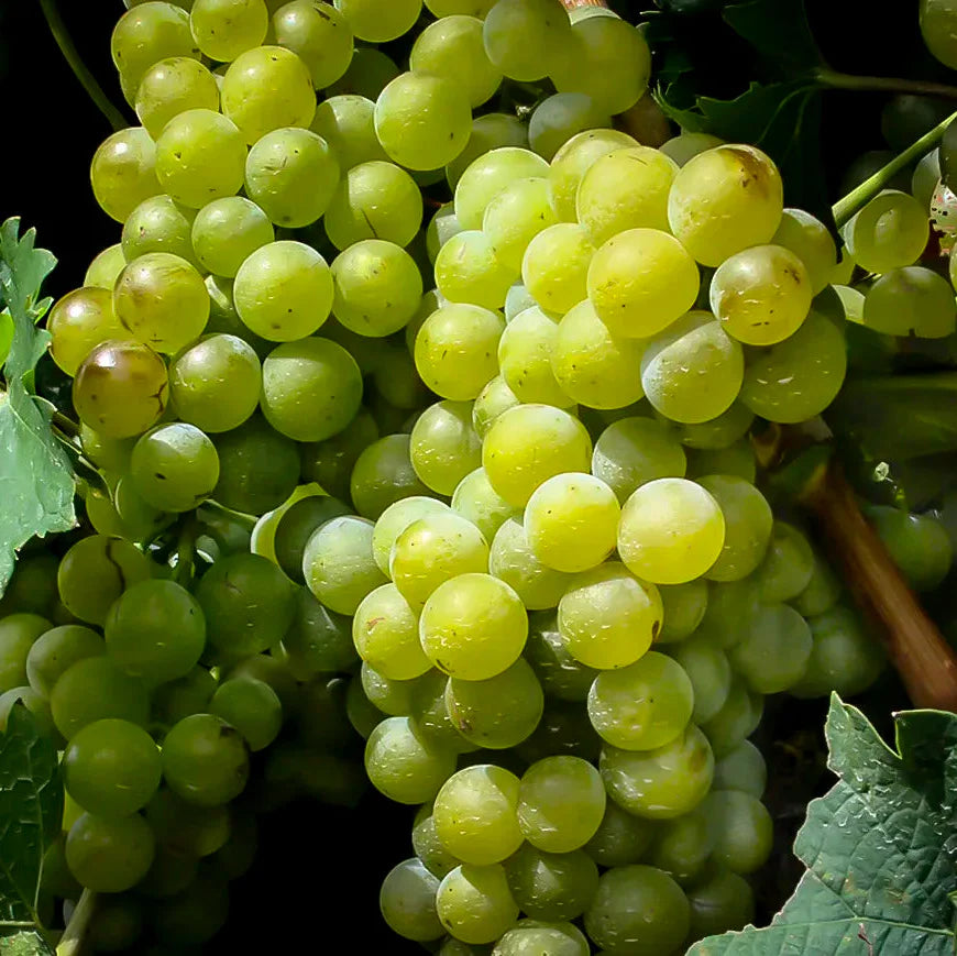 vitis labrusca niagara grape Fruit seeds