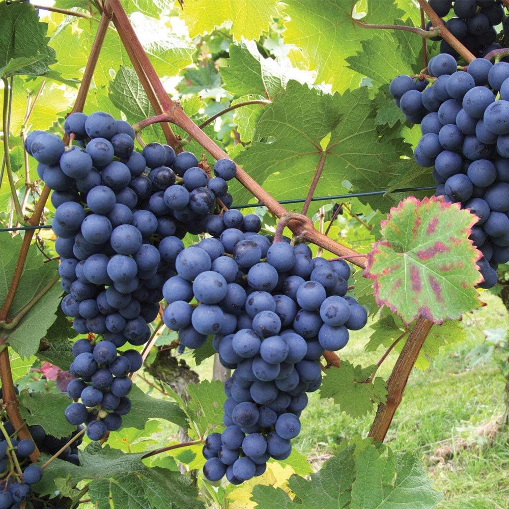 grape vitis vinifera fruit in sweet seeds