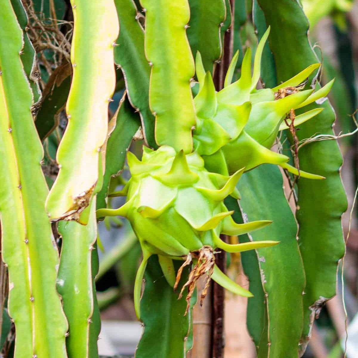 Green Pitaya Extra Large Flavorful Fruit Seeds