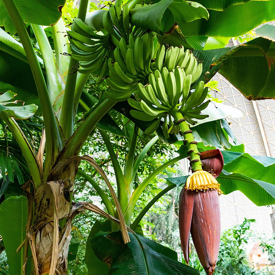 green plantn plant nutritional and tropical seeds