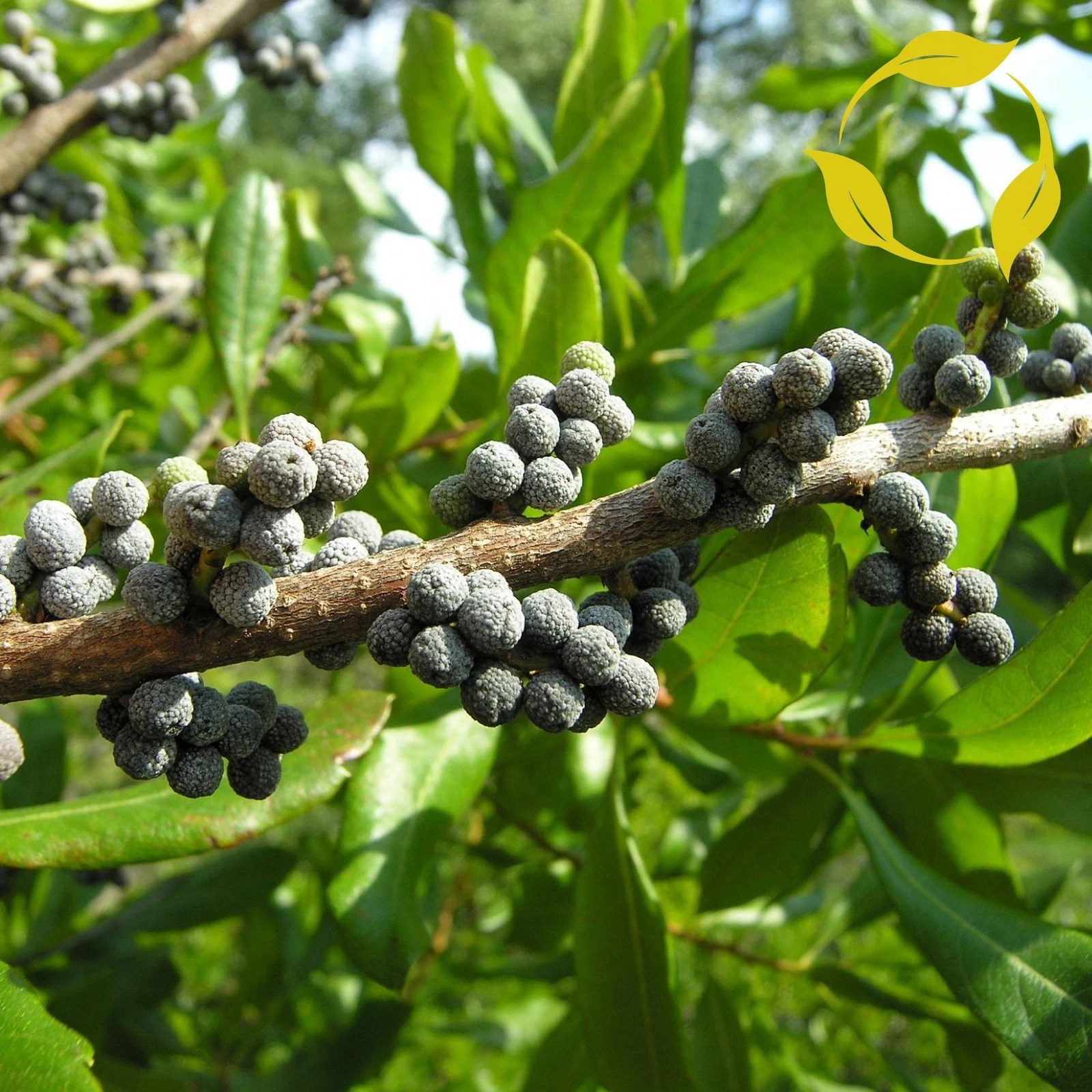 green wax myrtle plant Fruit seeds