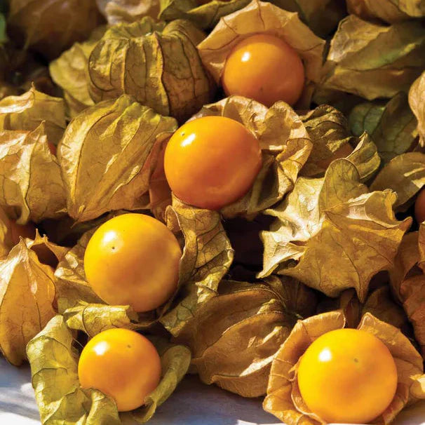 ground cherry physalis pruinosa fruit kitchen seeds
