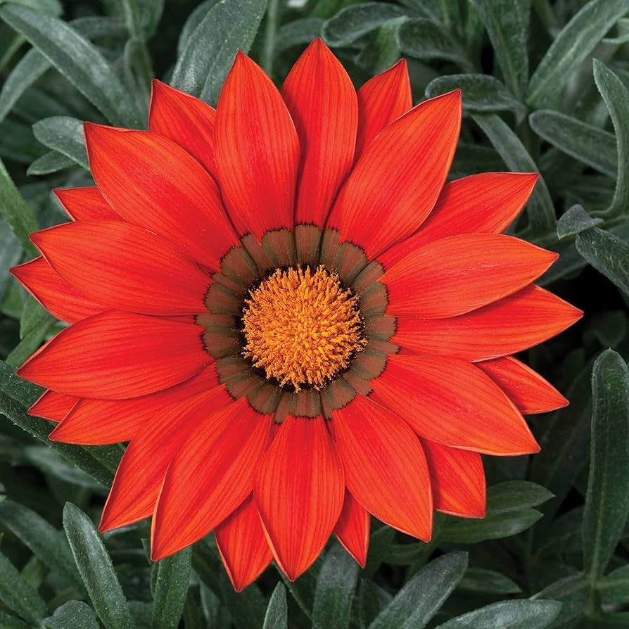 ground cover plant low flowering mix seeds