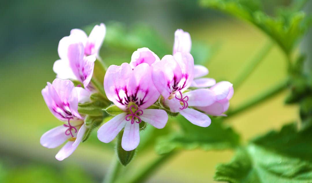 Pelargonium Sidoides Geranium