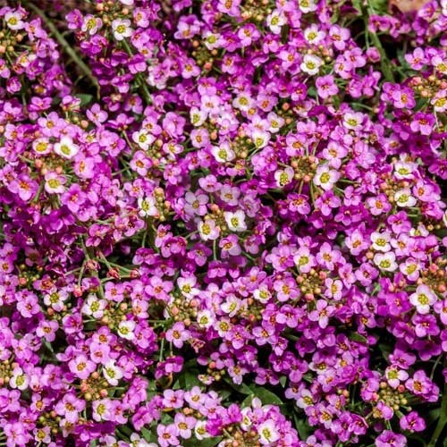 Alyssum Flower Seeds - Heirloom Non GMO High Germination Garden Planting Seeds