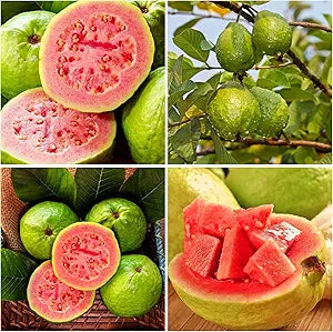 guava fruit psidium guajava in vegetable patch