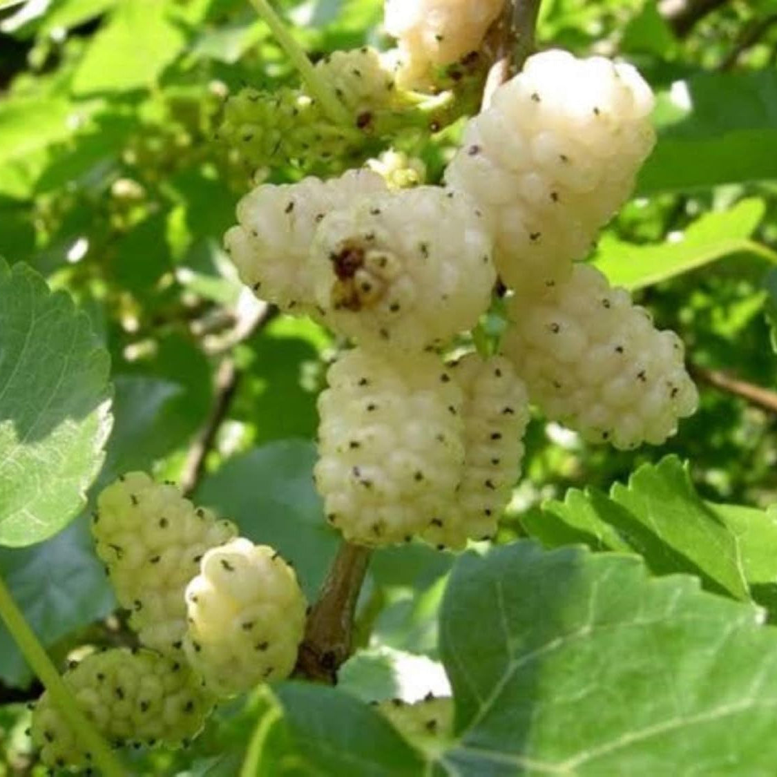 grown white mulberry tree orchard fruit plant high organic Fruit Seeds organic garden seeds