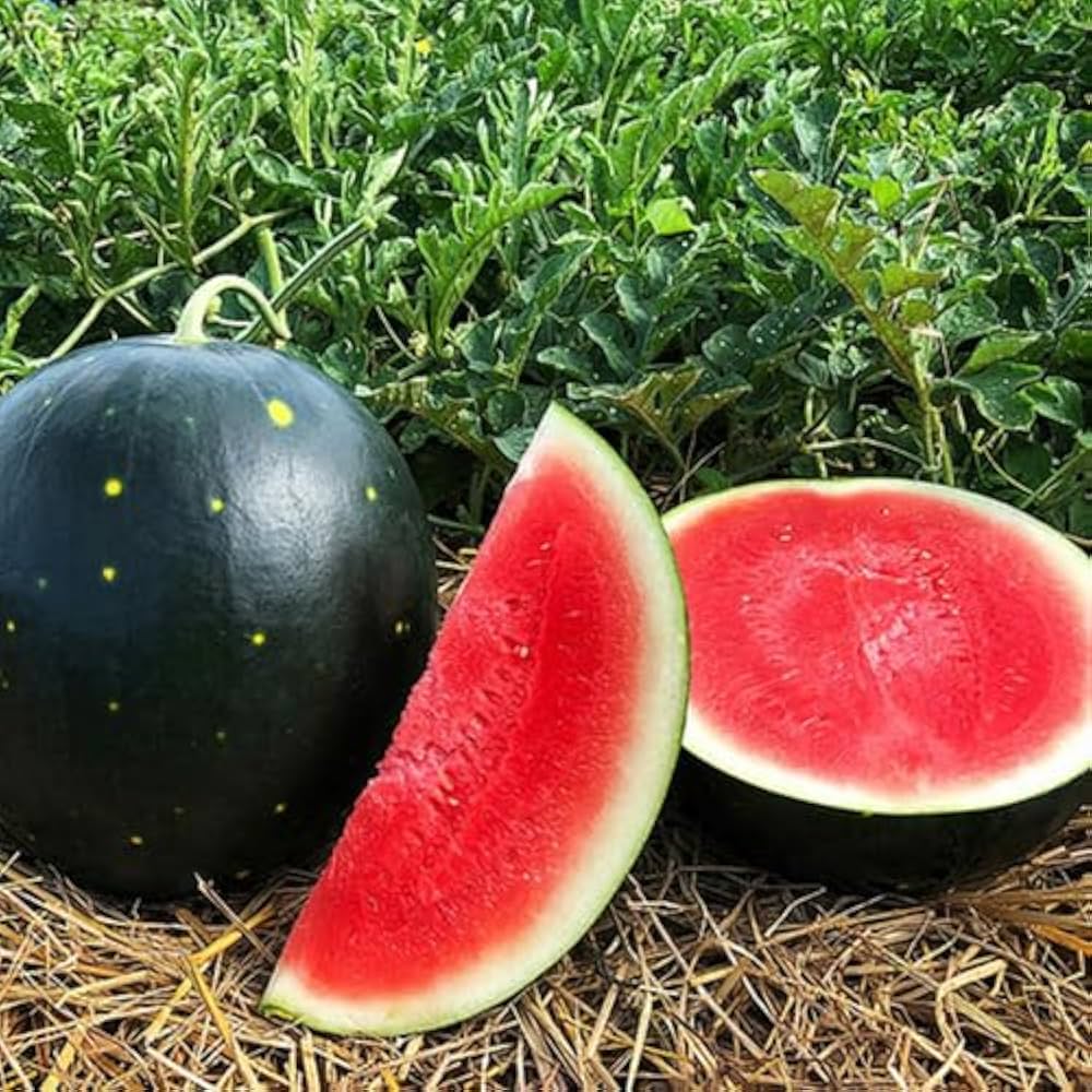 moon seedless watermelon gold rind red flesh watermelons high organic Fruit Seeds organic garden seeds