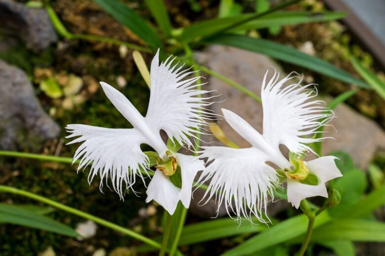 White Egret Orchid Flower Seeds