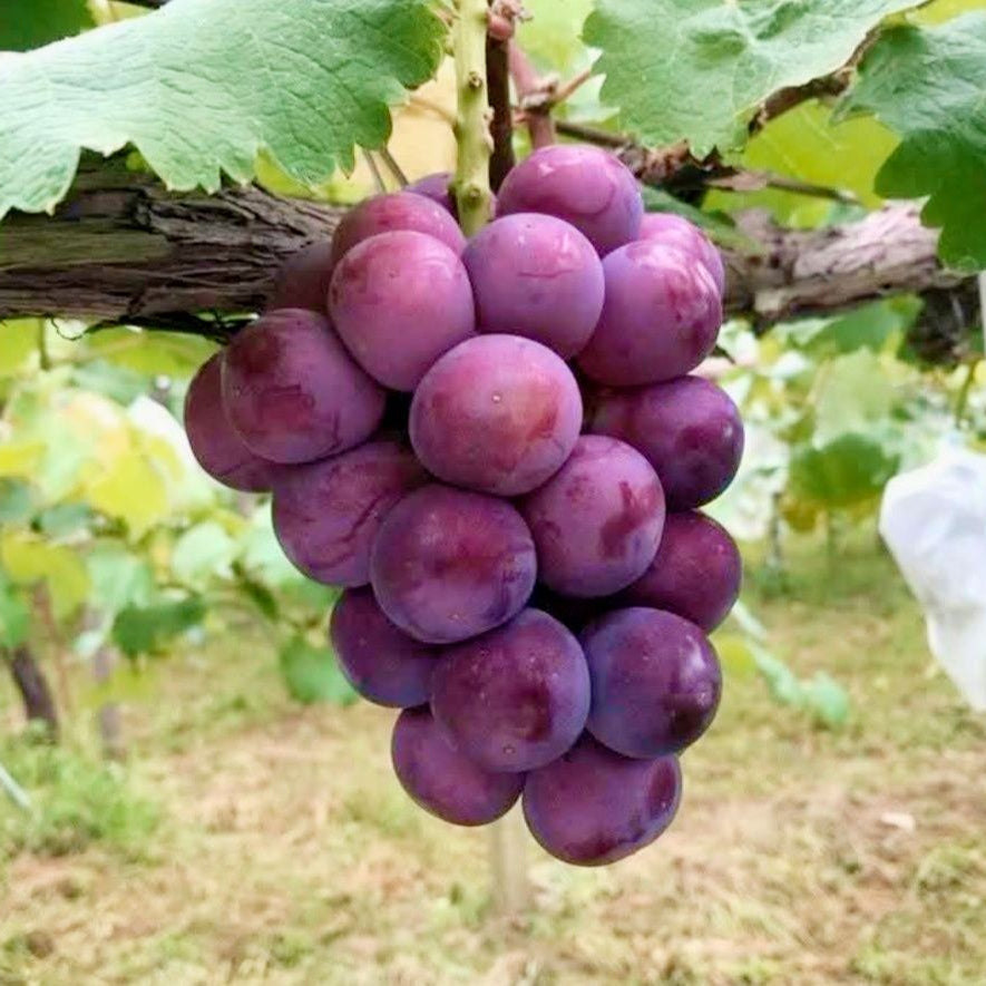 Dark Purple Grapes Super Sweet Fruit Seeds