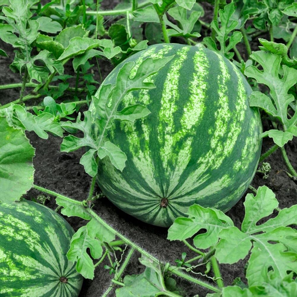 citrullus lanatus watermelon beefsteak in rows seeds