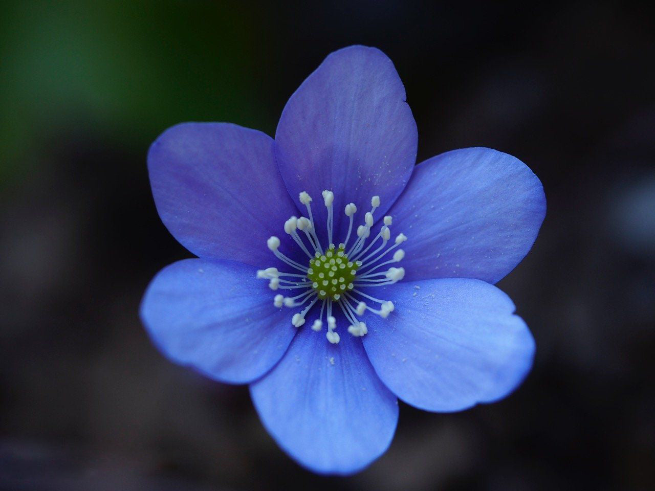 Hepatica Nobilis Flower Seeds