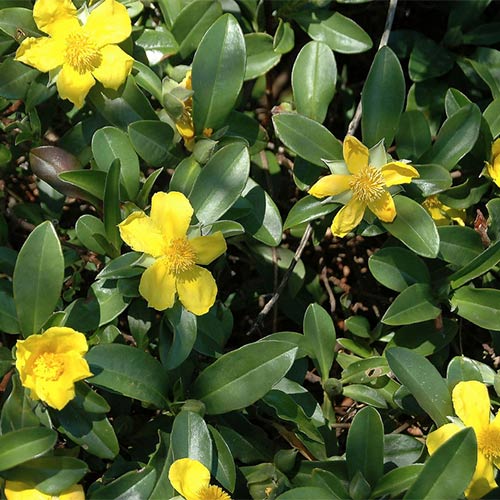 Guinea Flower Seeds - Heirloom, Non GMO, High Germination, Organic Garden Seeds