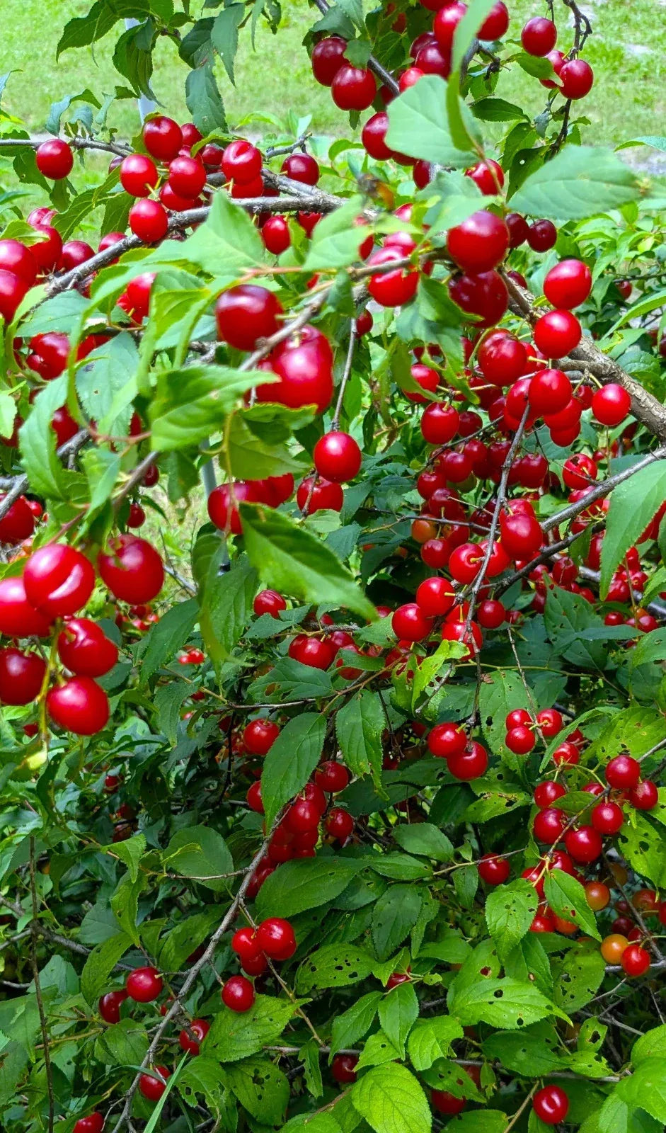 hiromi dwarf cherry fruit tree prunus jacquemontii high organic Fruit Seeds organic garden seeds