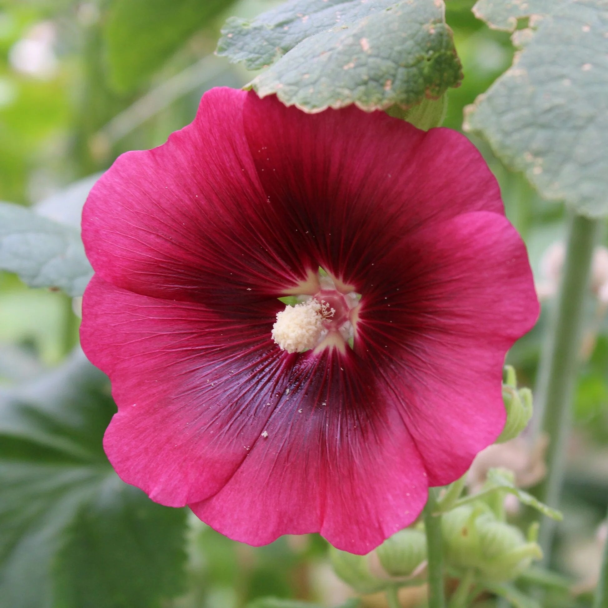 Red Deep Alcea Rosea Flower Seeds - Heirloom Non GMO High Germination Premium Garden Seeds for Planting