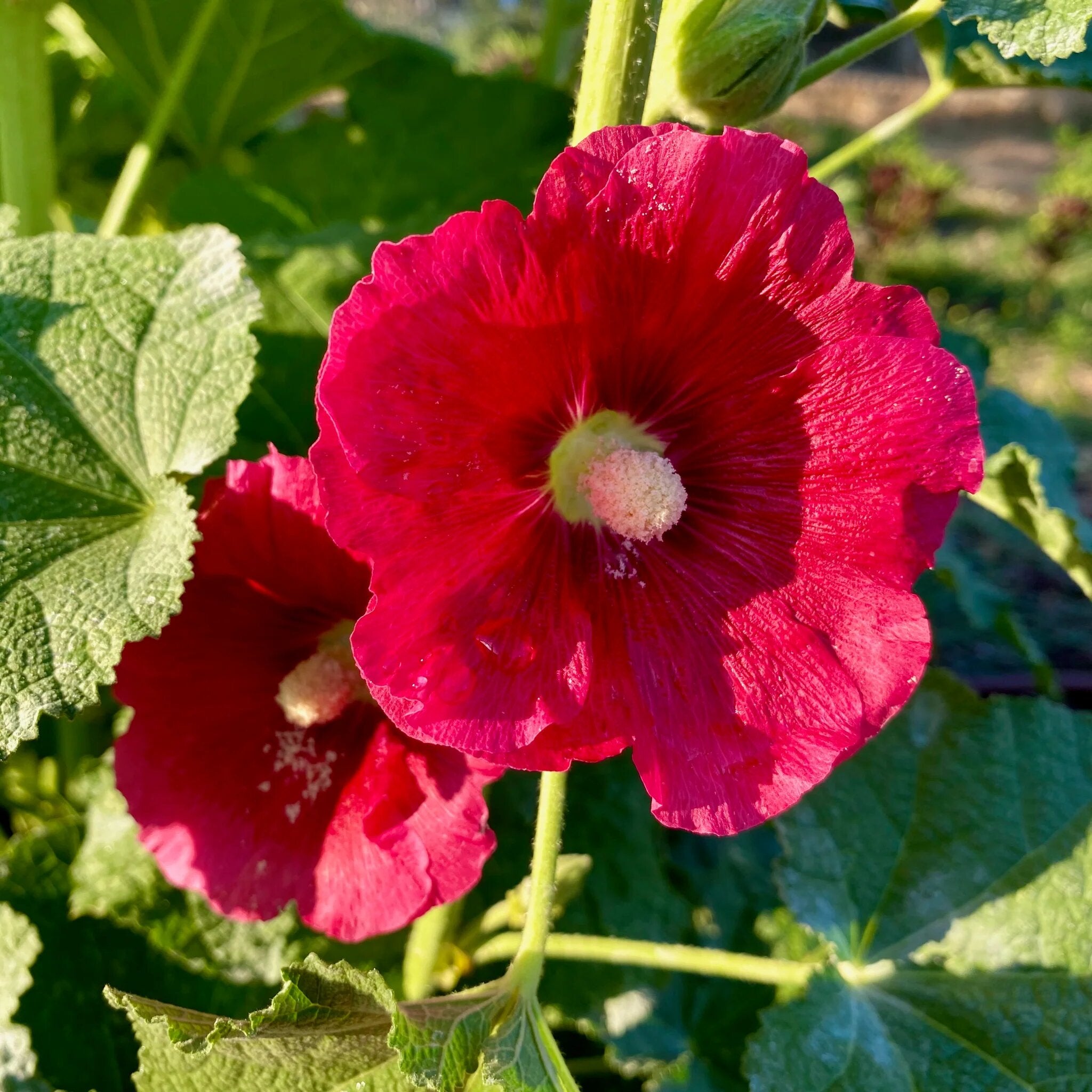 Red Hollyhock Flower Seeds - Heirloom, Non GMO, High Germination, Organic Garden Seeds