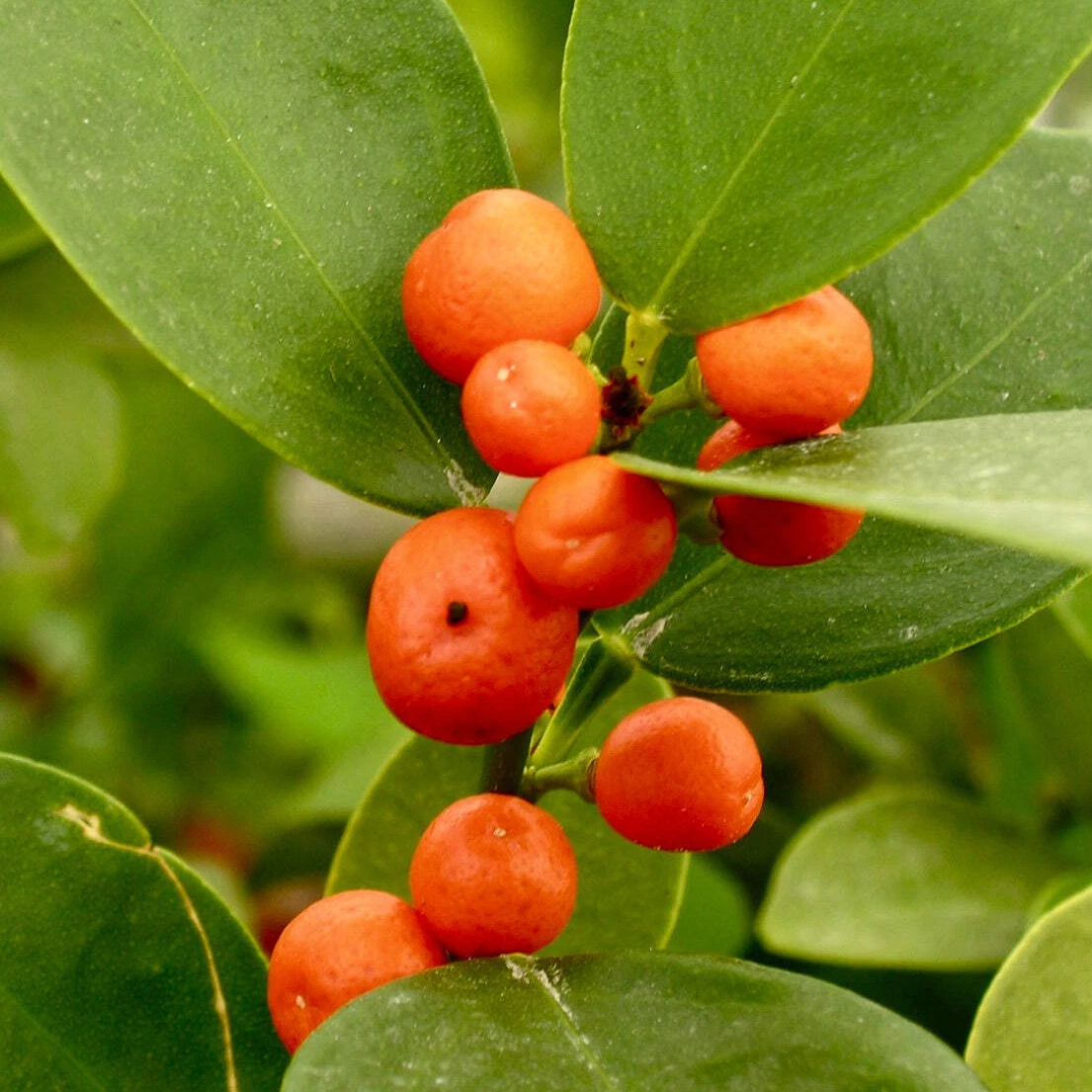 Kumquat Orange Red Variety Ideal Fruit Seeds