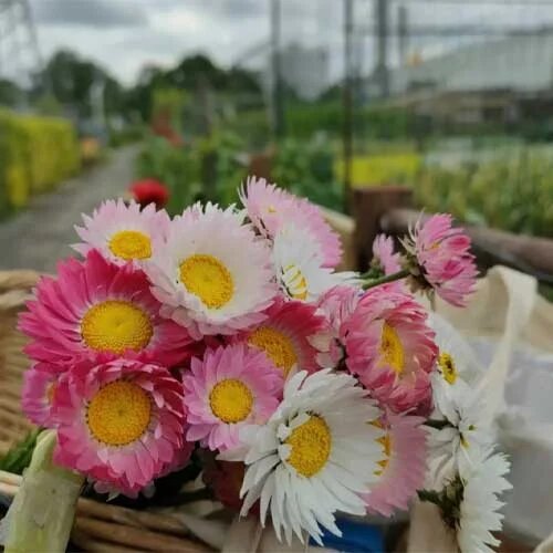 Acroclinium Flower Seeds - Heirloom Non GMO High Germination Garden Planting Seeds