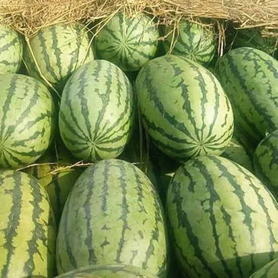 hybrid good taste wide adaptability watermelon sowing high organic Fruit Seeds organic garden seeds