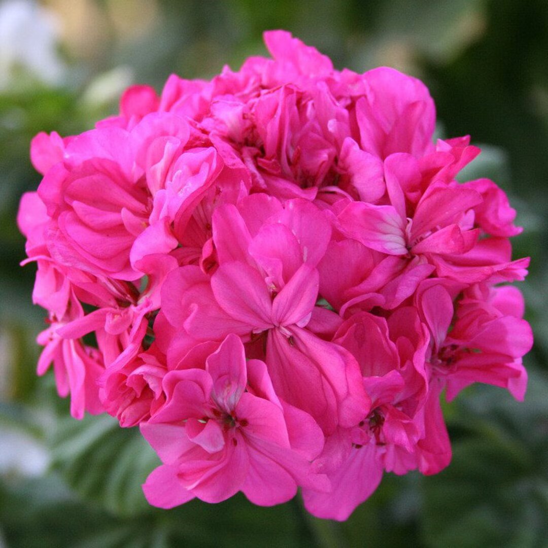 Pink Geranium Flower Seeds