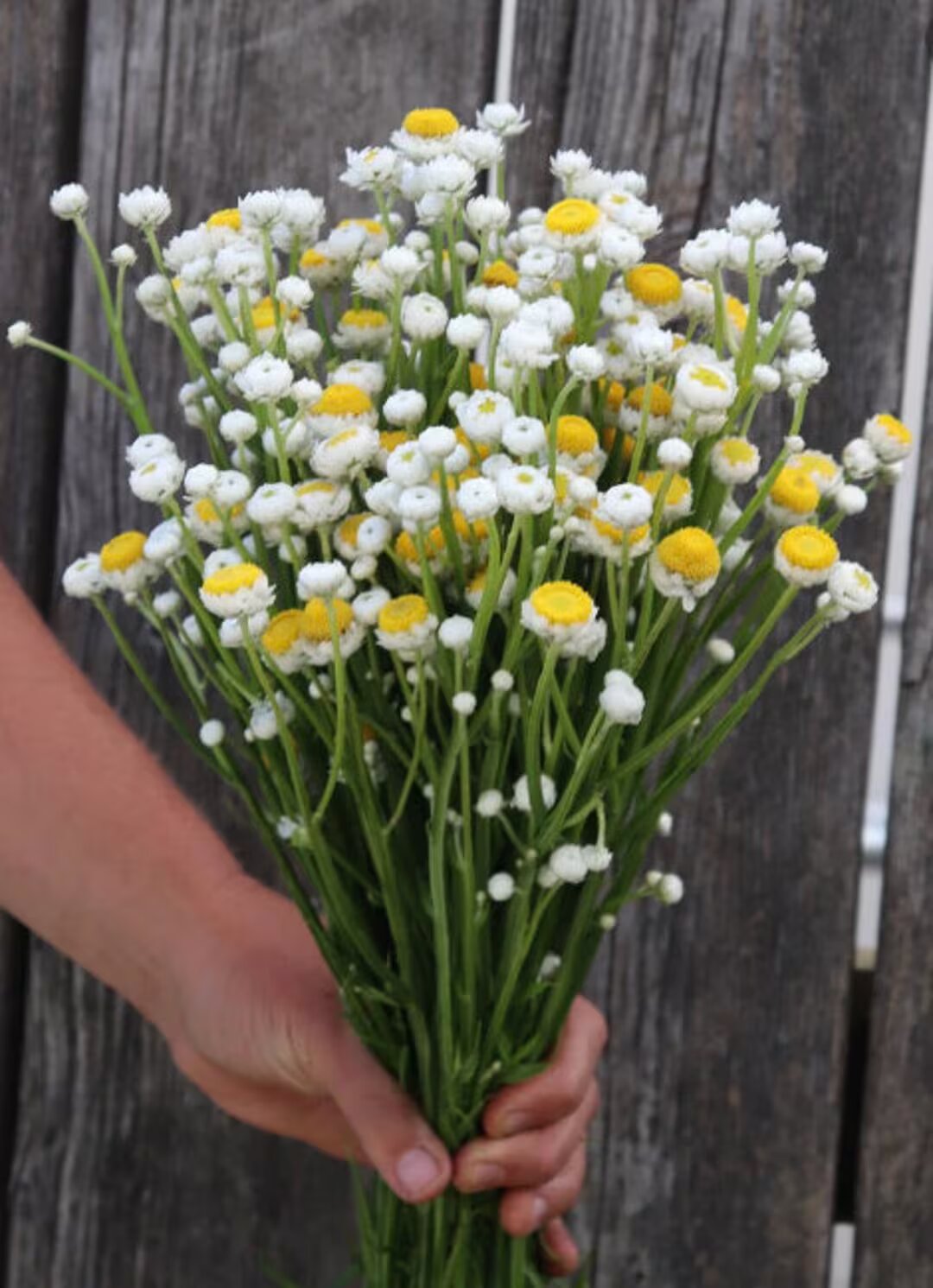 Ammobium Alatum Flower Seeds - Heirloom Non GMO High Germination Garden Planting Seeds
