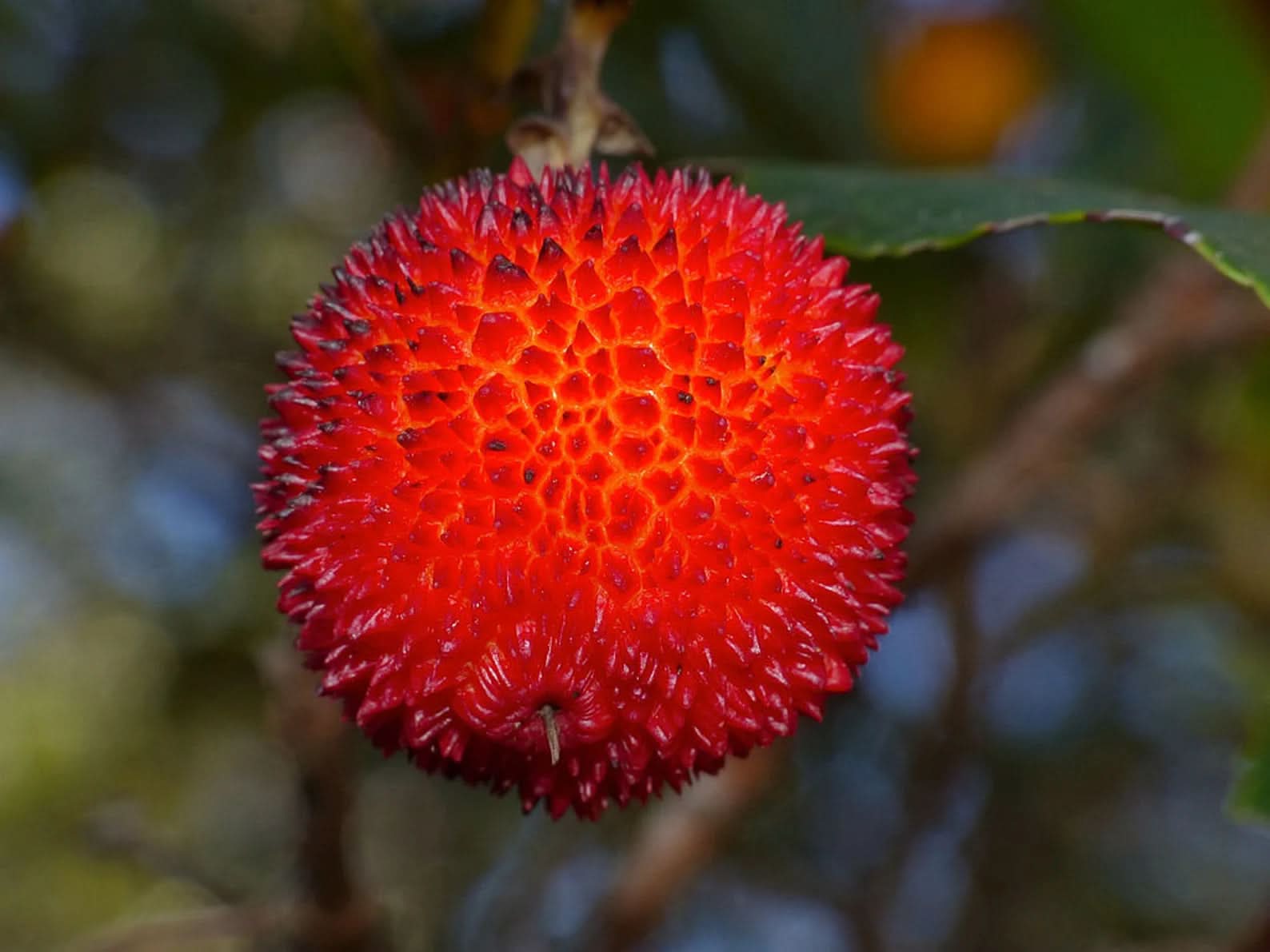of arbutus unedo strawberry tree for planting beautiful evergreen trees Fruit seeds