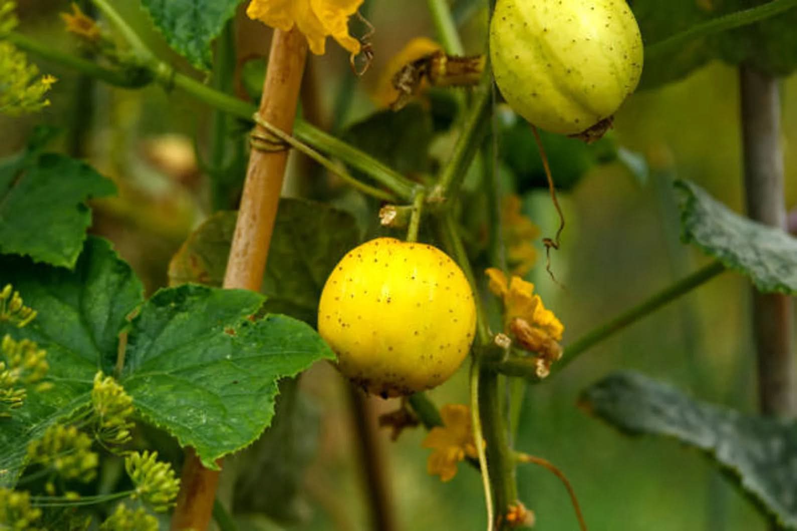 heirloom lemon crystal cucumber cucumis sativus garden fruit citrusy and refreshing Fruit seeds