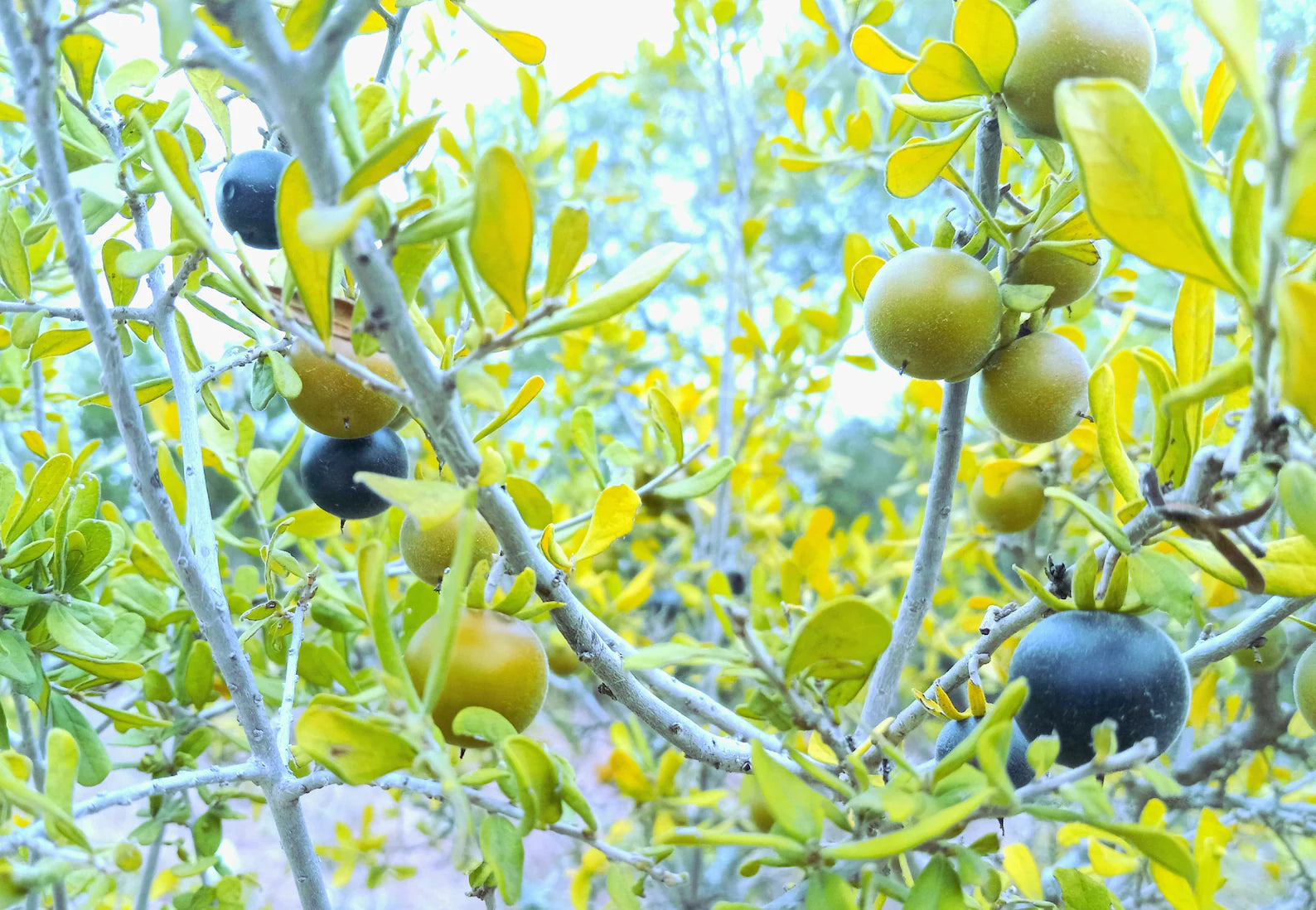 Texas Persimmons Diospyros Texana Fruit Tree Sweet And Nutritious Your Fruit Fruit Seeds