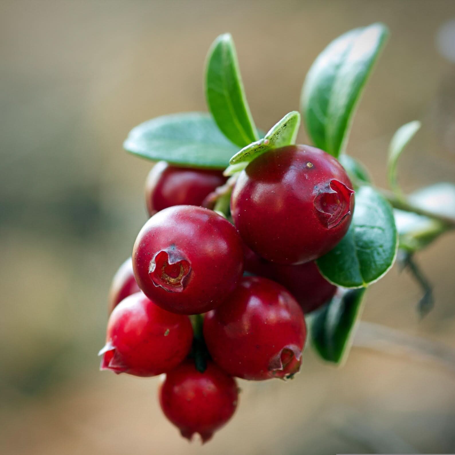 red russian blueberry tree organic katya aronia berry fruit unique and tangy berries Fruit seeds