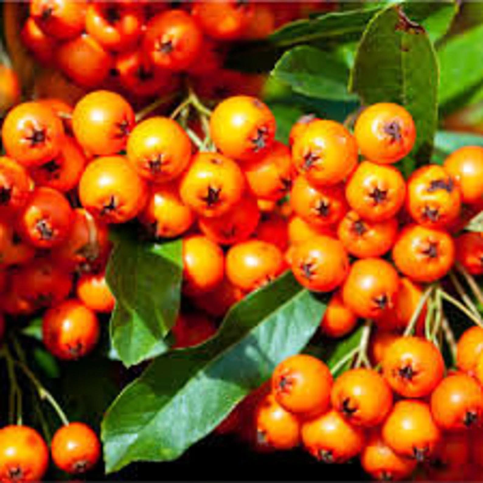 orange firethorn pyracantha coccinea fruit grow hardy colorful berries Fruit seeds
