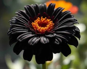 Black Zinnia Flower Seeds