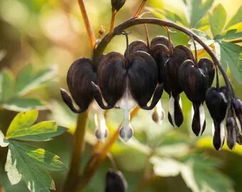 Black Heart Bleeding Flower Seeds