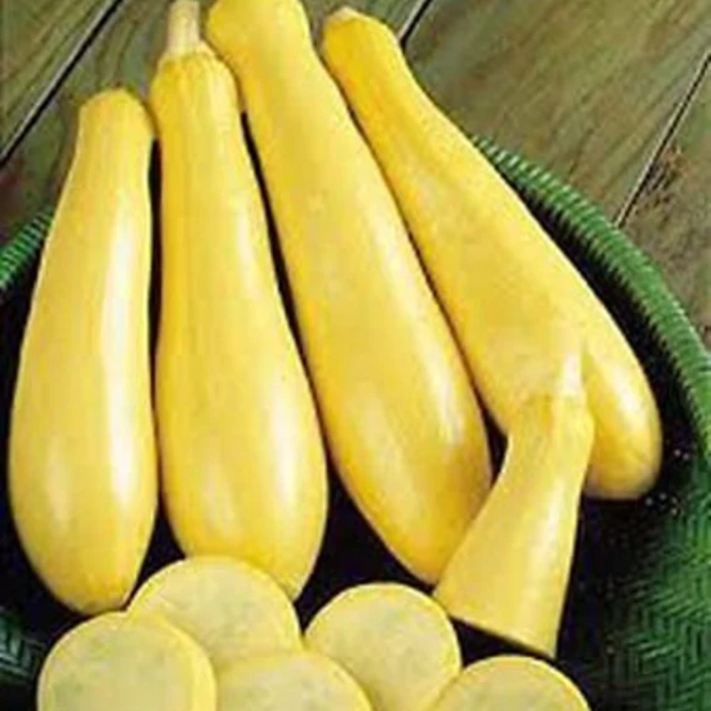 Straightneck Squash vegetable seeds for Planting Heirloom Non-GMO High Germination Organic Garden vegetable seeds Fresh Harvest USA for kitchen garden planting