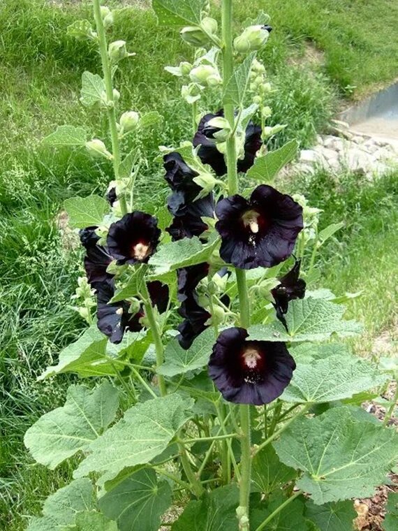 Black Hollyhock Flower Seeds