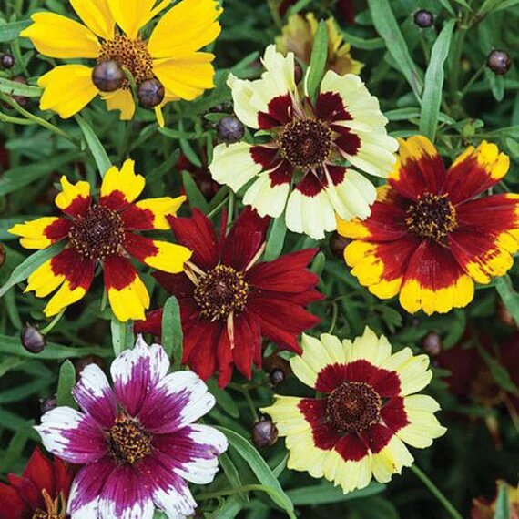 Coreopsis Flower Seeds - Heirloom Non GMO High Germination Premium Garden Seeds for Planting