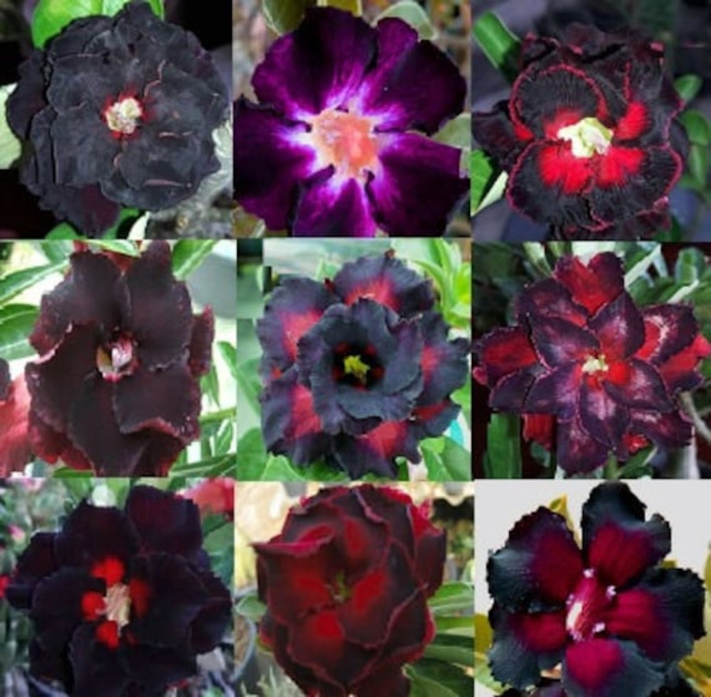 Red Black Rimblack Desert Rose