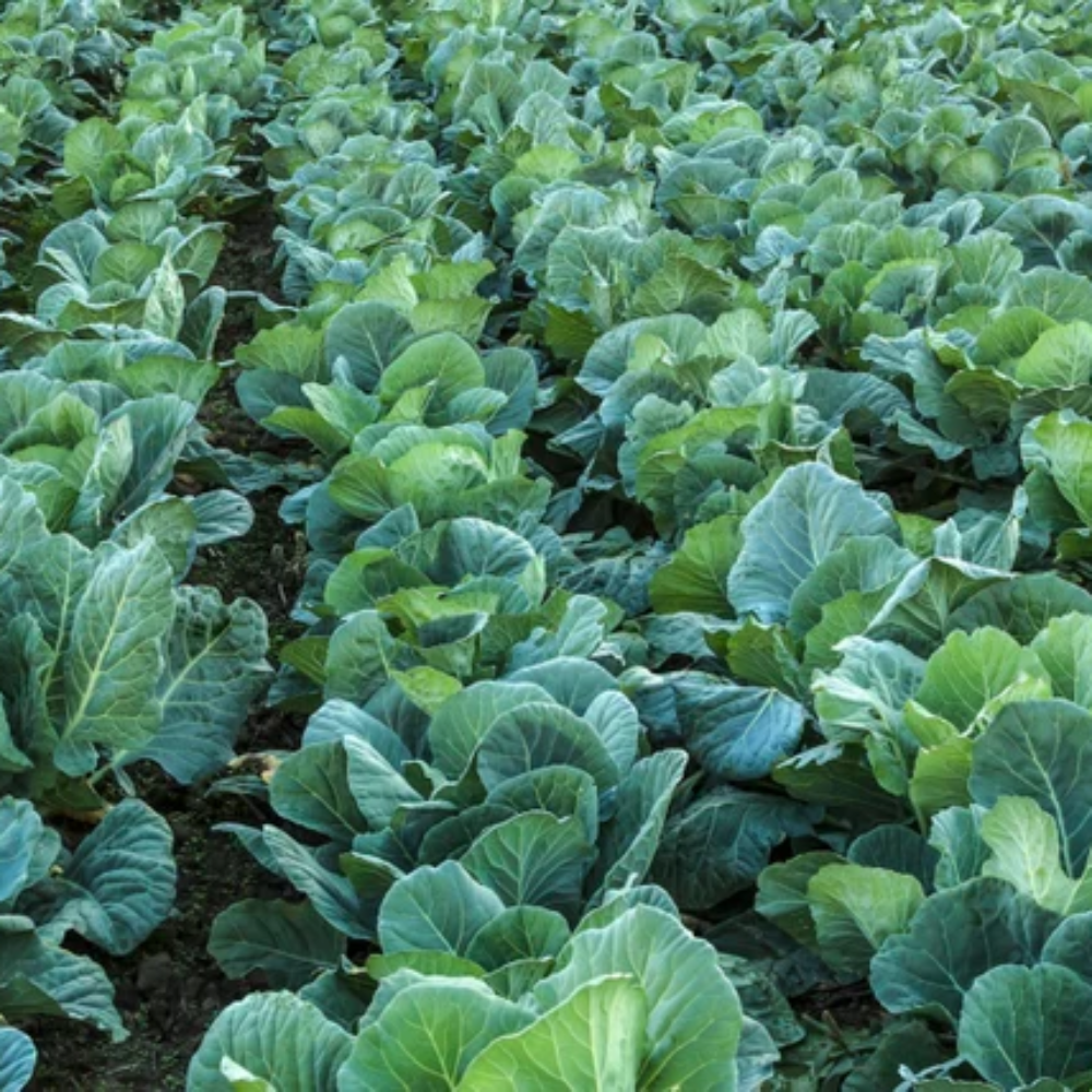 Collards