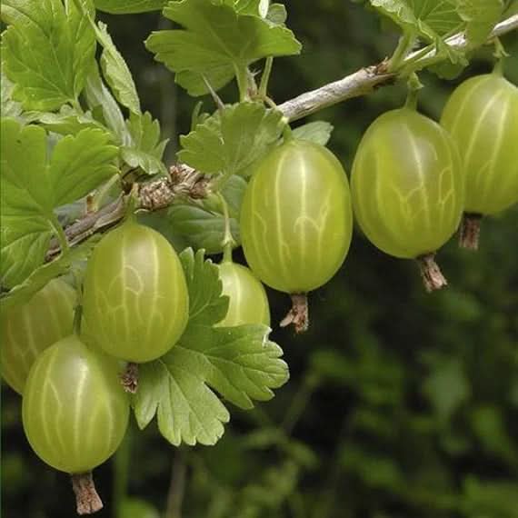 European Gooseberries Ribes Uva Crispa Fruit Seeds