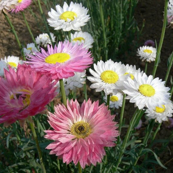 Acroclinium Flower Seeds - Heirloom Non GMO High Germination Garden Planting Seeds