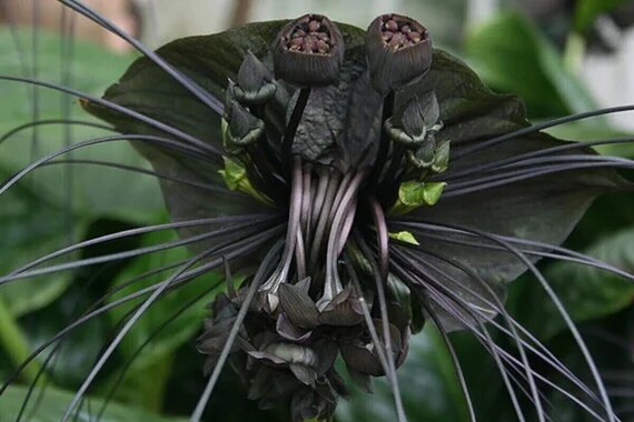 Black Tulip Flower Seeds - Heirloom Non GMO Premium Garden Seeds for Planting