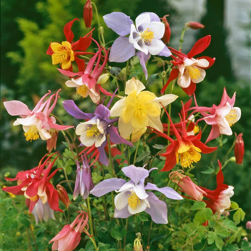 Mckana Giant Mix Columbine