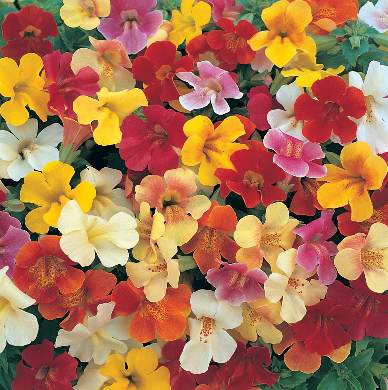 Mixed Mimulus Flower Seeds – Rare Blooming Plants for Balcony and Outdoor Gardening