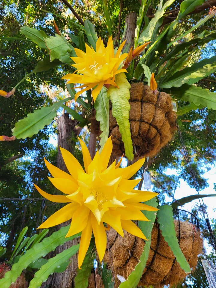 Yellow Epiphyllum Oxypetalum Flower Seeds