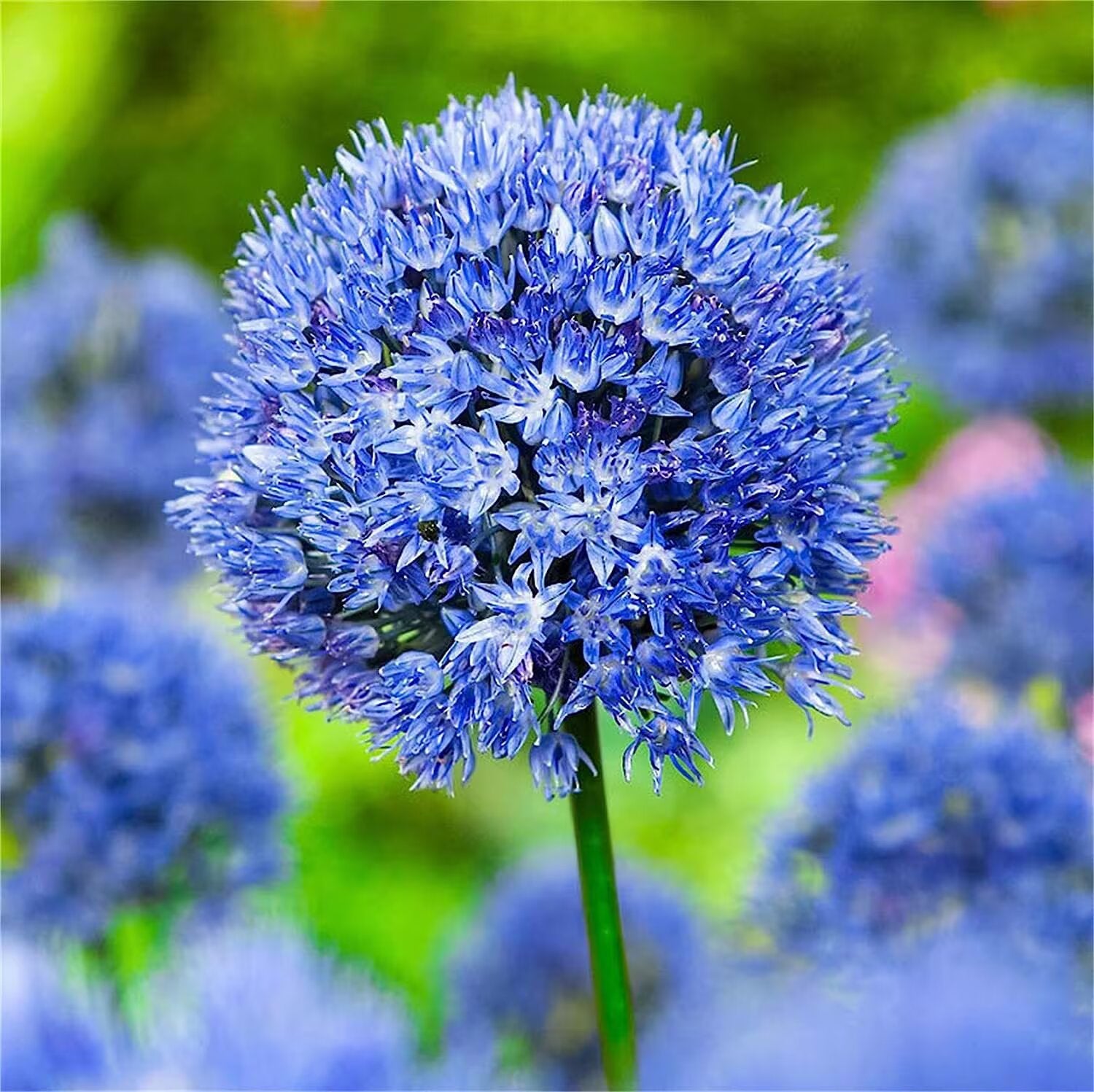 Allium giganteum Flower Seeds