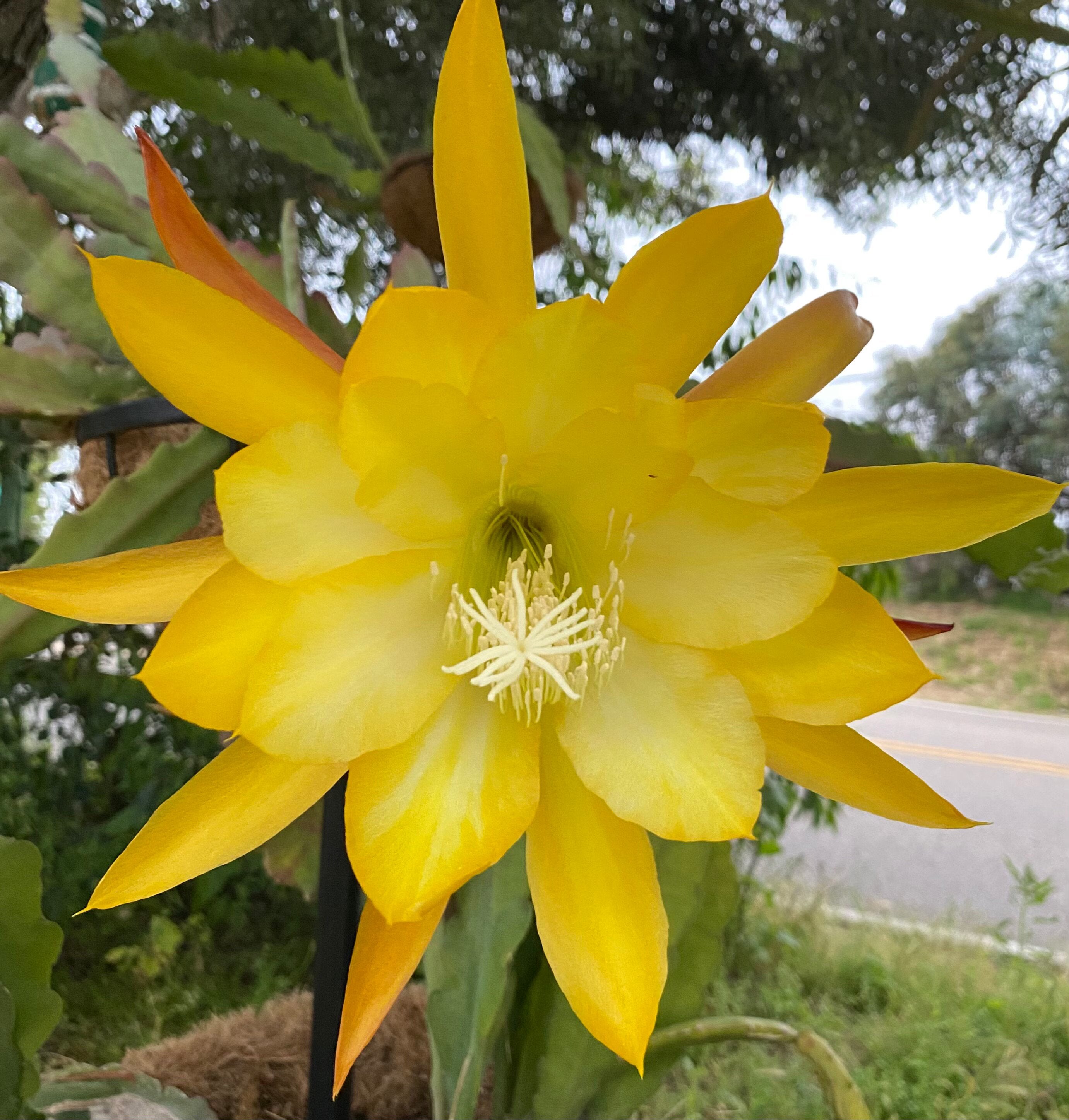 Yellow Epiphyllum Oxypetalum Flower Seeds | - Heirloom Non GMO High Germination Garden Seeds for Planting
