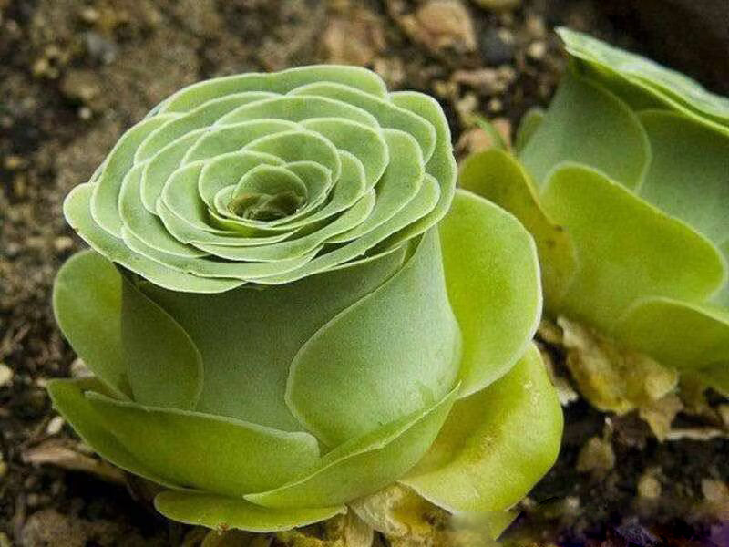 Green Giant Greenovia Flower Seeds