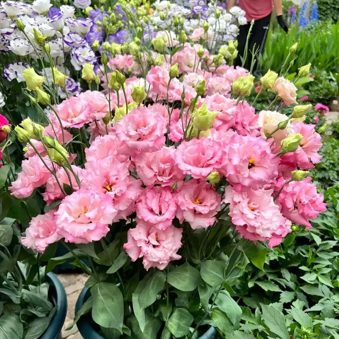 Red Eustoma Flower Seeds,red Exotic Flowering Plants for Vibrant Garden Beauty Colorful - Heirloom Non GMO High Germinat
