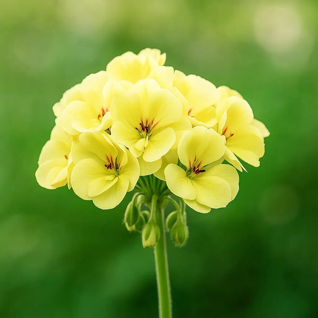 Yellow Geranium Flower Seeds - Heirloom Non GMO High Germination Flower Seeds for Home Garden Planting
