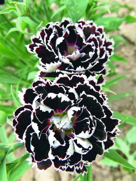 White Black Dianthus Flower Seeds
